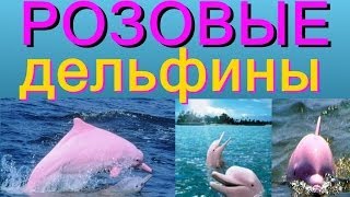 РОЗОВЫЕ ДЕЛЬФИНЫ видео, дельфинарий, Тайланд, выступление розового дельфина(Если вы, плывя где-нибудь по морю, увидели вдруг розового дельфина, не спешите хвататься за сердце и бежать..., 2014-02-06T19:30:24.000Z)