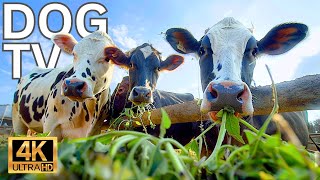 TV for Dogs (4K COW VIDEOS  ULTIMATE COW VIDEO  COWS BEING COWSCOWS MOOINGASMR) Prevents Anxiety