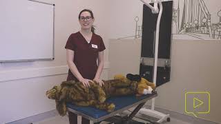 Hand Positioning in Veterinary CPR by atDove 4,029 views 1 year ago 3 minutes, 44 seconds