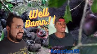 One Mistake And This Chimp Lost It All
