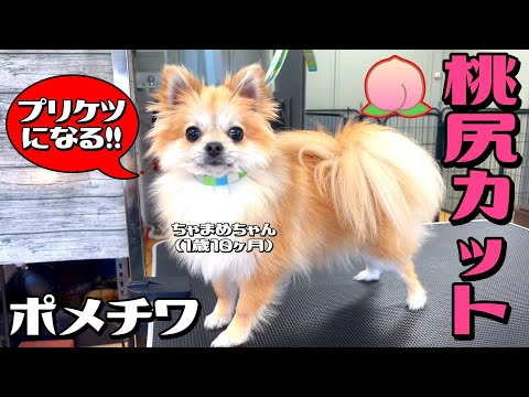 ♡可愛いポメちゃんオーダーページ hqdefault.jpg