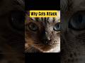 Why Indoor Cats Become Aggressive (What Research Shows)? #cathealth #CatAggression