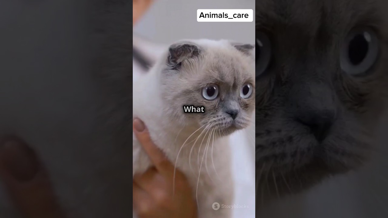 Best Diet for Your Cat:Choosing the Right Food for Optimal Health 