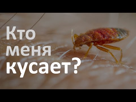 Видео: Как избавиться от бандикутов?