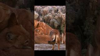 These rarest wolf packs have correspondingly adapted their behavior to survive. #wildlife #animals