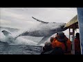 Whale🐳 Jumps out of nowhere during sight seeing tour