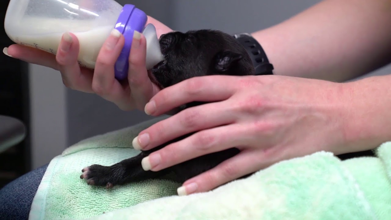 Austin Pets Alive How To Feed A Bottle Baby YouTube austin-pets-alive-how-to-feed-a-bottle-baby-youtube