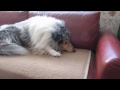 Canon Camera Test - Rough Collie Jojo and Jack Russell Terrier Tommy