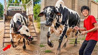 ALHAMDULILLAH FINALLY QURBANI KE LIYE JANWAR LE LIYA | LOADING / UNLOADING😓