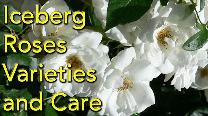 Iceberg Roses - Varieties and Care - DayDayNews
