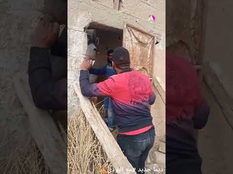 احمد البدي خايف من الحصان تبكي بالدموع هههه