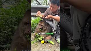 The Most Viral Monkey On The Internet
