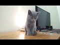とてもかわいい子猫 part 17 || 子猫 2022