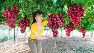 Harvesting Grapes and Onions – Countryside Market Day | Animal Care & Onion Preservation Tips