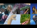 Water Dinosaur [AMV] Dinosaur King