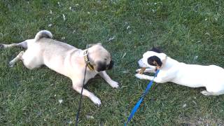 Daisy Ve Zilli Petarkadas.com