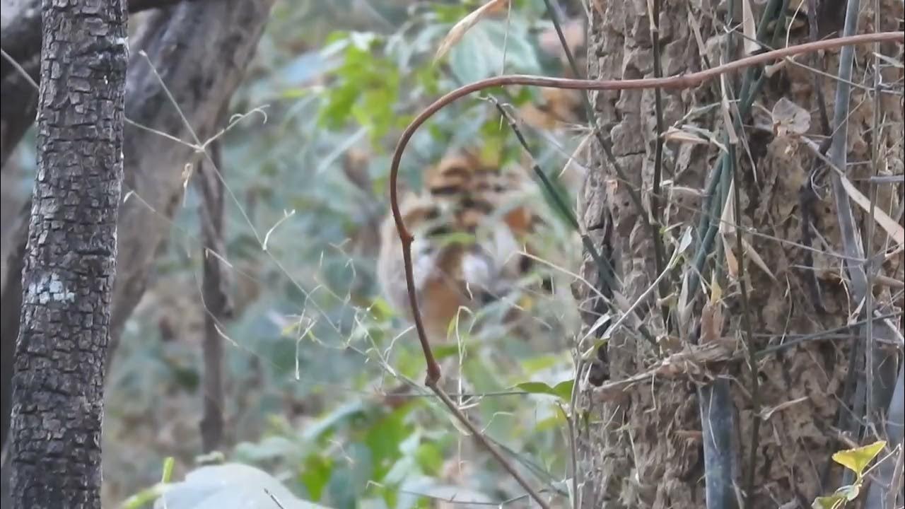 Male tiger khatia zone buffer zone 25 December 2022 Kanha National