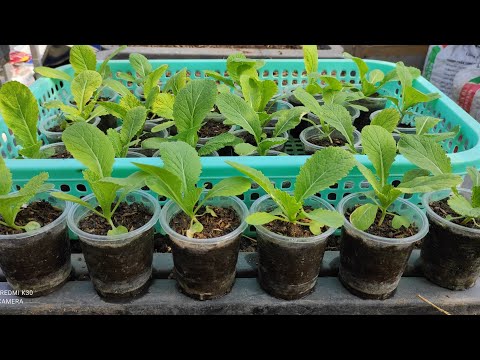 Video Cách gieo hạt cải Bẹ xanh trong ly nhựa , cây con... - youtube