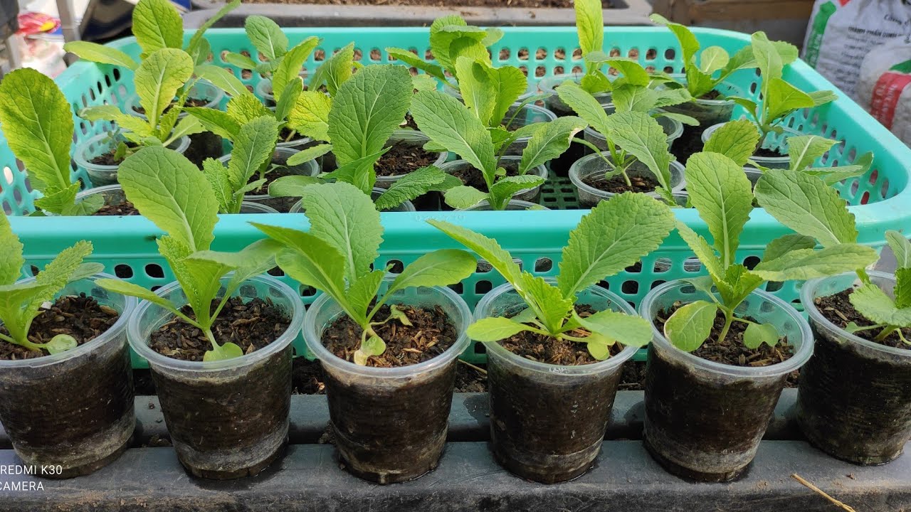 Cách gieo hạt cải Bẹ xanh trong ly nhựa , cây con trồng là lên không bị héo | Khoa Hien 396