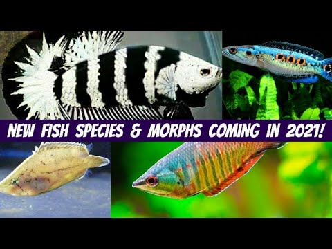NEW Species & Morphs Entering The Aquarium Hobby In 2021 - YouTube