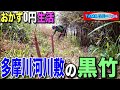 【おかず0円生活】黒竹の竹の子刈り【多摩川河川敷】