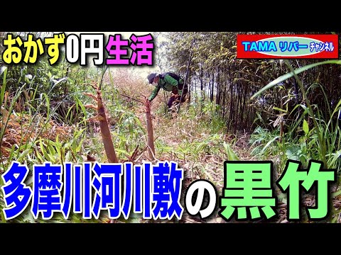 おかず0円生活 黒竹の竹の子刈り 多摩川河川敷 Youtube