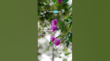 Cầu nguyện buổi sáng 12/11 Tác giả 𝗠𝗮𝗿𝗰𝘂𝘀 𝗦𝘁𝗮𝗻𝗹𝗲𝘆 Biên tập Câu Gốc Mỗi Ngày