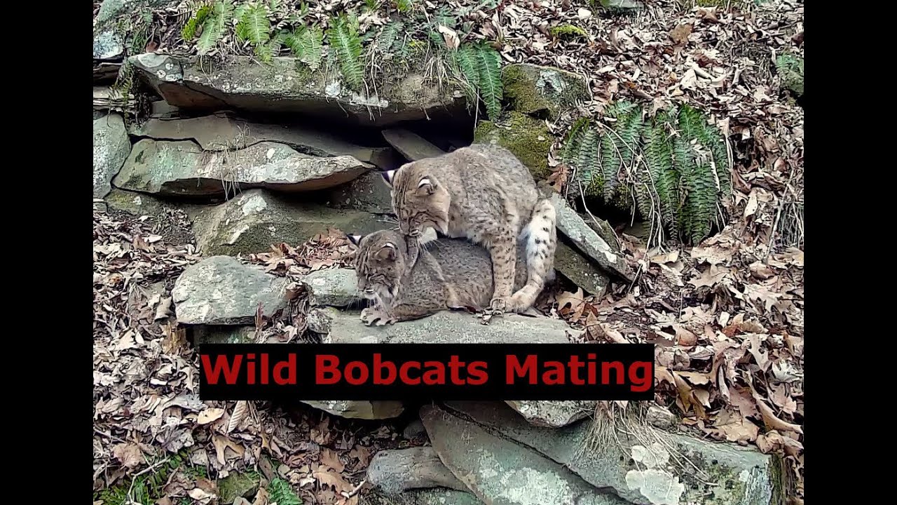 wild-bobcats-mating-racoon-and-bobcat-standoff-must-see-nature
