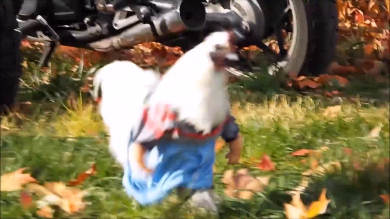 Chicken Runs Around Wearing Blue Pants  YouTube