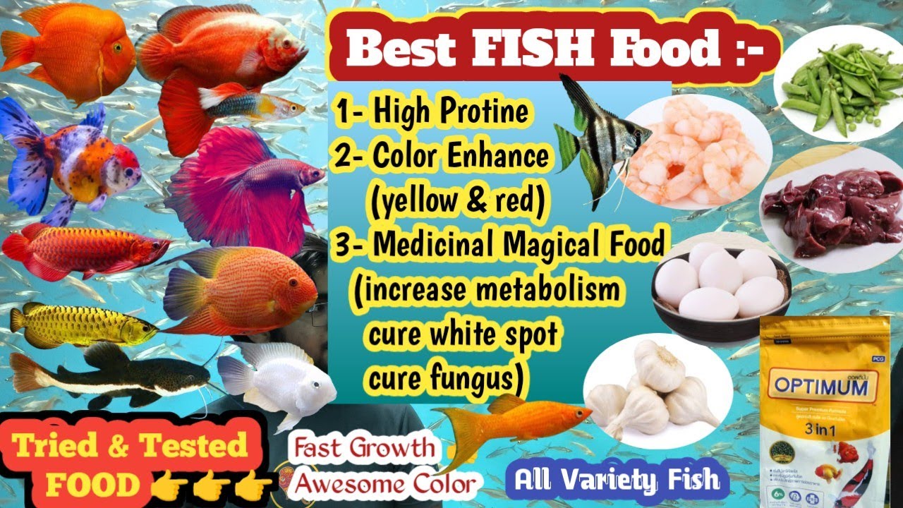 Best Fish Food for Growth, Color Enhance, Medicinal Food Solve white