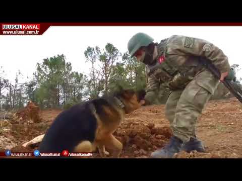 Video: Görevdeki Askeri Köpekler Için Tıbbi Bakım: 2. Kısım