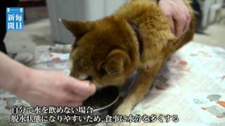 Eye 老ペット穏やかに 最後まで見守る老犬ホーム Youtube Eye 老ペット穏やかに 最後まで見守る老犬ホーム Youtube