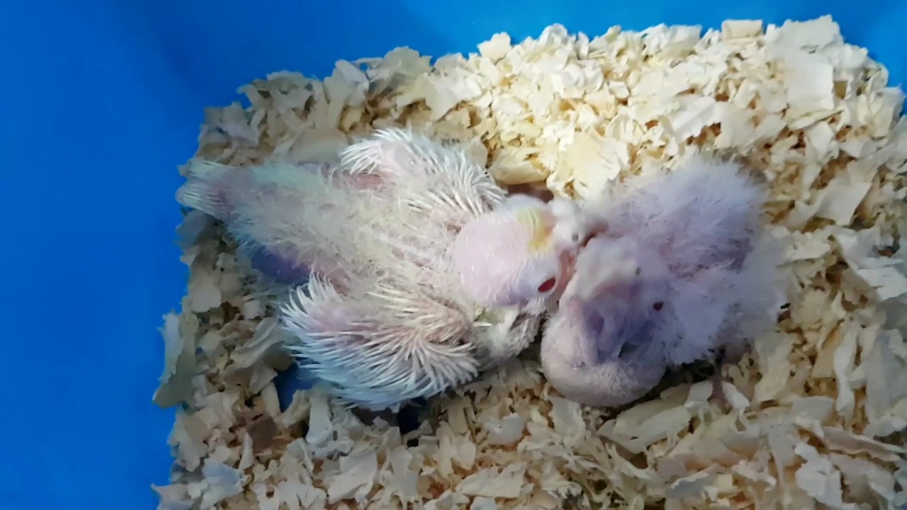 Calopsita Branca E Cinza Como Saber Se é Fêmea Diferencas Nos Filhotes De Calopsitas Cara Branca X Cara Amarela Youtube