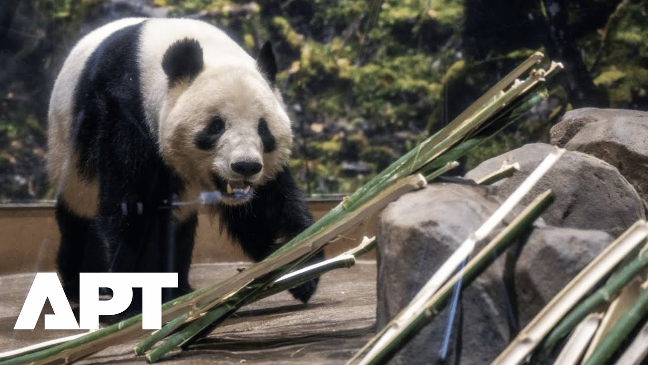 Japan Bids Farewell to Its Last Two Pandas Ahead of Their Return to China | APT