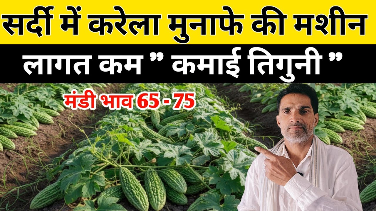 सर्दियों का करेला- सीधा 3 गुना मुनाफा 🔥कम लागत कम मेहनत- high मंडी डिमांड|