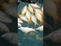 That is simply incredible!😓🤔 #fishing #shortvideo