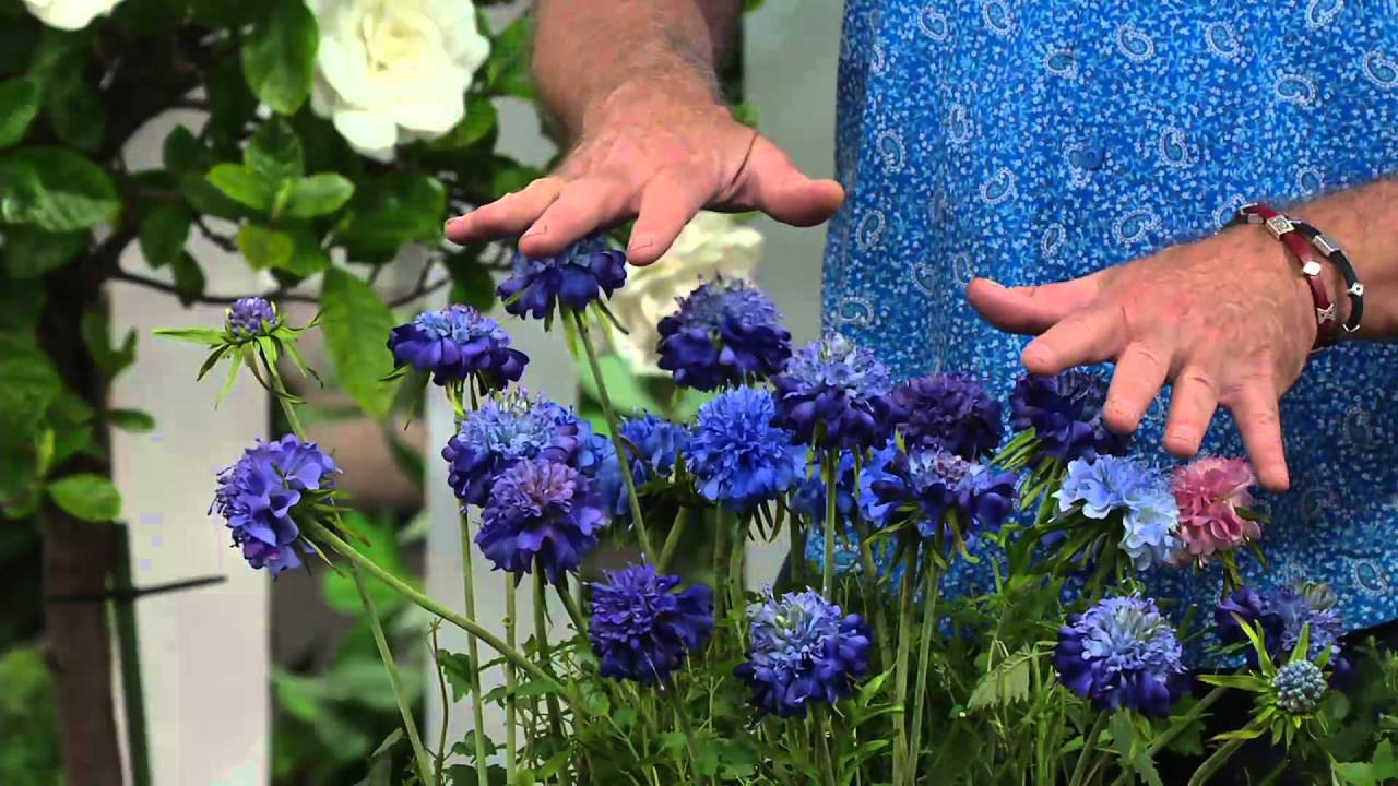 Cottage Farms 4-pc Perpetuals Flutter Pincushion Collection on QVC