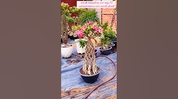 Amazing Adenium Plant Growing Method