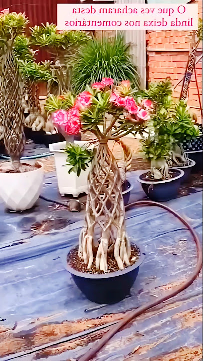 Amazing Adenium Plant Growing Method
