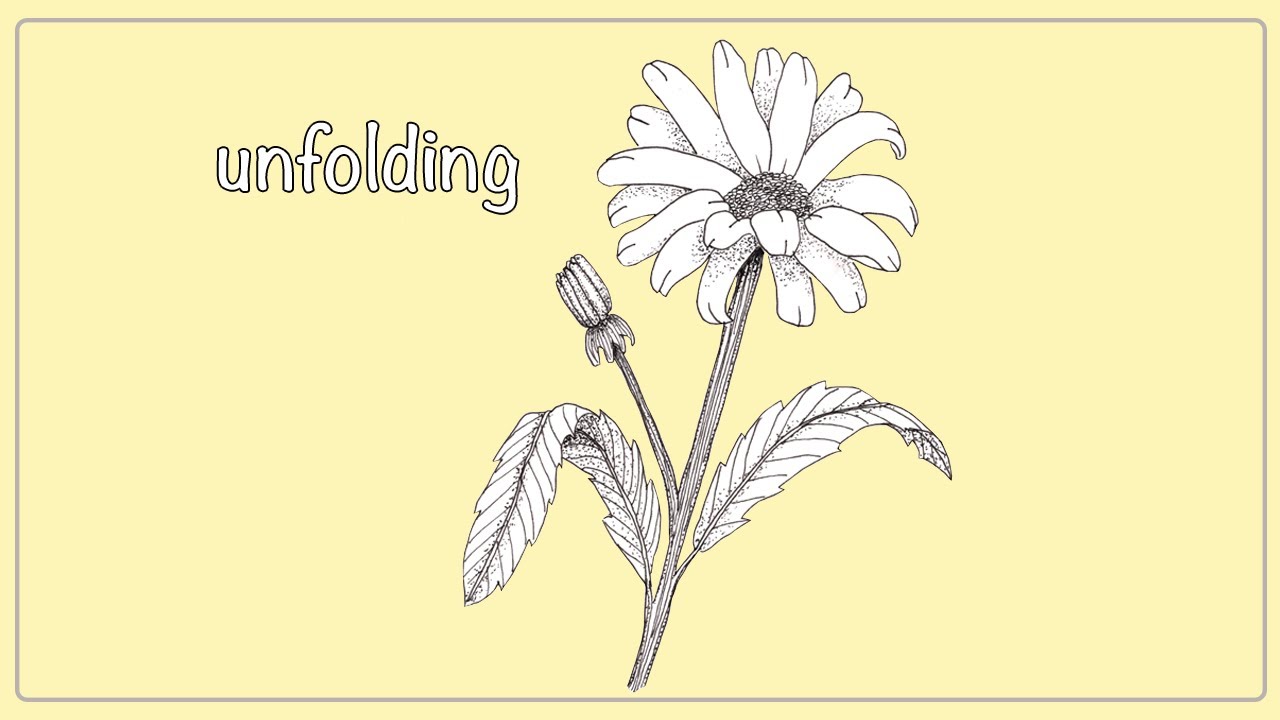 Quiet Wildflower Garden| A peaceful Unfolding