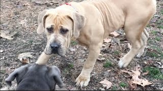 A Young African Mastiff Get's Pushed Around at the Dog Park