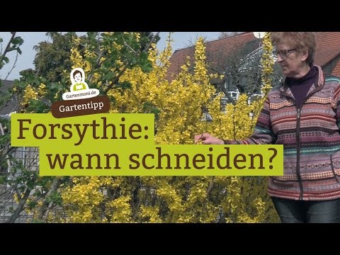 Video: Wann sollte man Forsythien pflanzen?