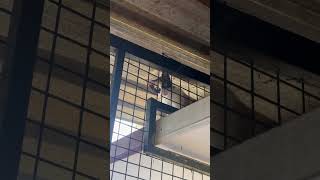 എപ്പോളും കൊമ്പത്താ😂 #youtube #funny #funnypets #petshub #petvideos #comedydub #funnyanimals #cat