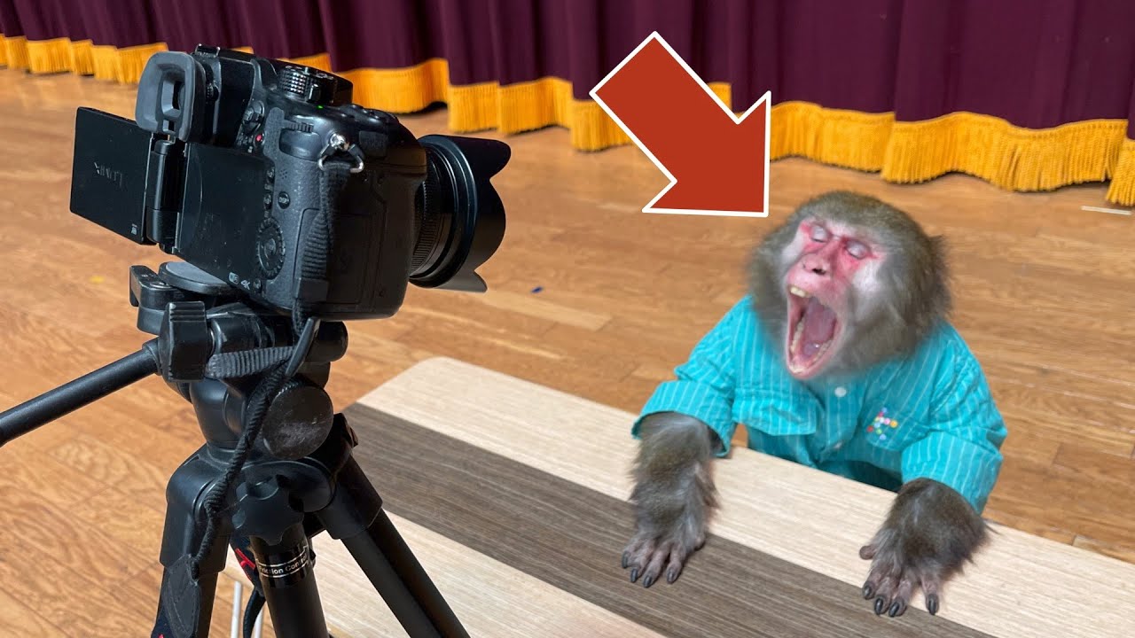 うちのお猿さんが「撮れ高」を理解していることが証明された奇跡の動画。