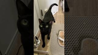 本日のおでむかえ(2025/07/16) | Cat Sisters Welcome Me Home 🖤🤍