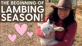 Lambing Season 2022: New Babies for the New Year! | Chef Mollie