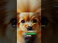 ¡Cuidado con las Alergias! Tips para tu Perro
