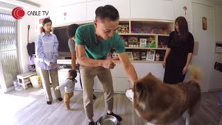巨犬雪撬作勢圖咬BB 問題出在狗主無法分辨犬隻信息 助長BB試探狗狗底線 Eric Ko教餵食時教狗仔規矩【煉狗術師S2 EP4-2】