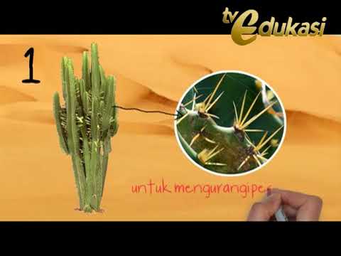 Video: Bagaimana jumlah stomata pada kaktus gurun berbeda dari daun?