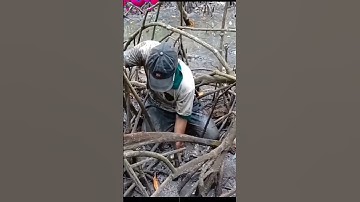 Cua rừng đước ngập mặn – Bắt đỉnh cao, tiền về đầy túi!